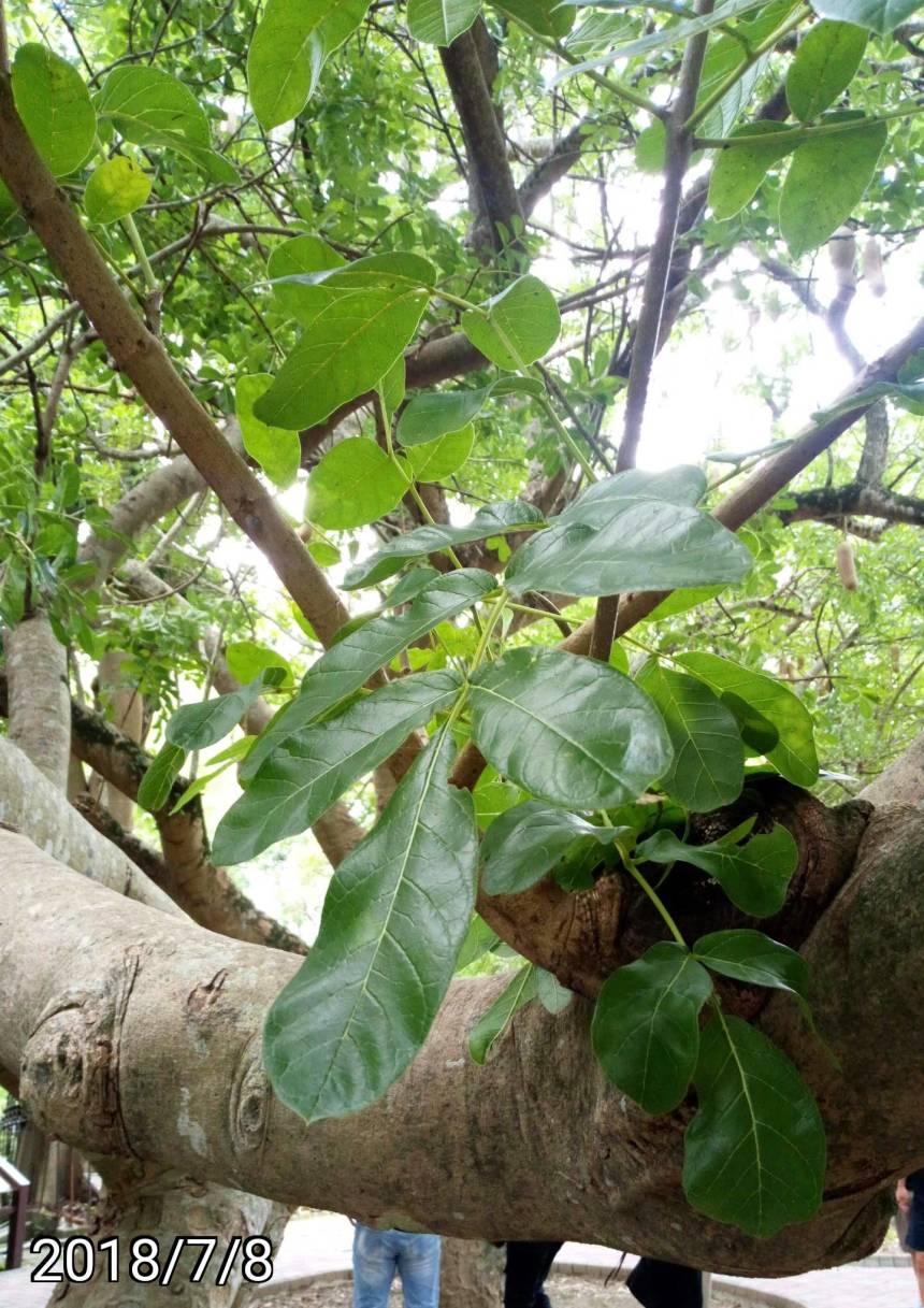 臘腸樹的葉、leaves of Kigelia africana,  sausage tree, cucumber tree
